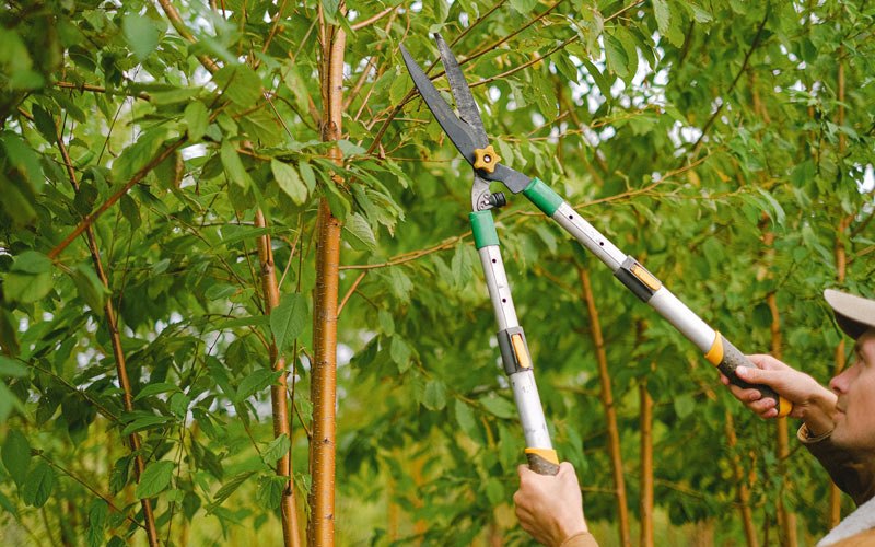 Tree trimming in River Falls, WI